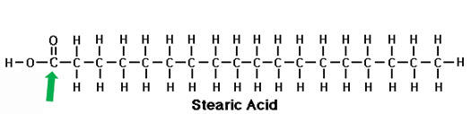 Stearic Acid - Saturated Fat
